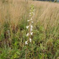 Click for 5 image(s) for this accession. FLOWER